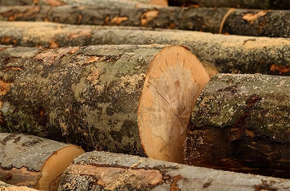 Бук, дуб та ясен тверді породи дерева для виготовлення меблів